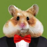Channel - Crypto Hamster